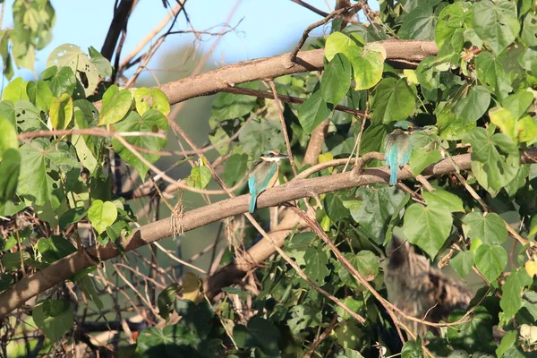 Sacred Kingfisher Todiramphus Sanctus Natural Habitat Queensland Australia — Fotografia de Stock