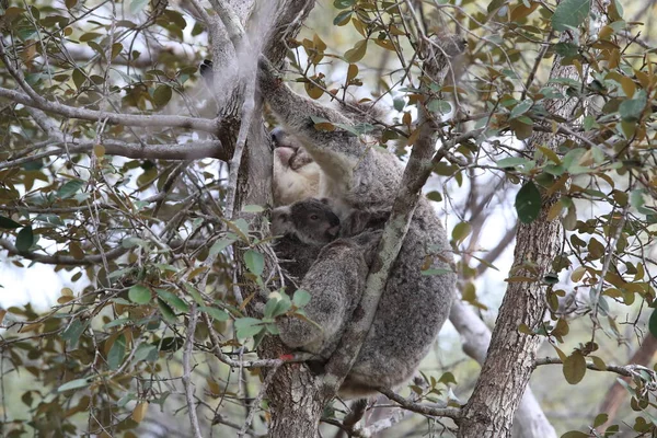 Egy Koala Baba Egy Anya Egy Rágógumifán Mágneses Szigeten Ausztráliában — Stock Fotó