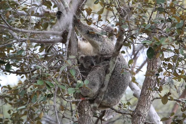 Egy Koala Baba Egy Anya Egy Rágógumifán Mágneses Szigeten Ausztráliában — Stock Fotó