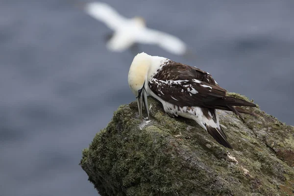 Gannet Nord Morus Bassanus Île Runde Norvège — Photo