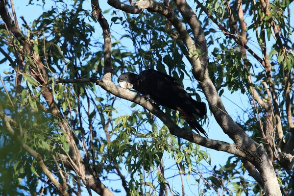 Red Tailed Black Cockatoo Calyptorhynchus Banksii Natural Habitat Queensland Australia — Stock Photo, Image