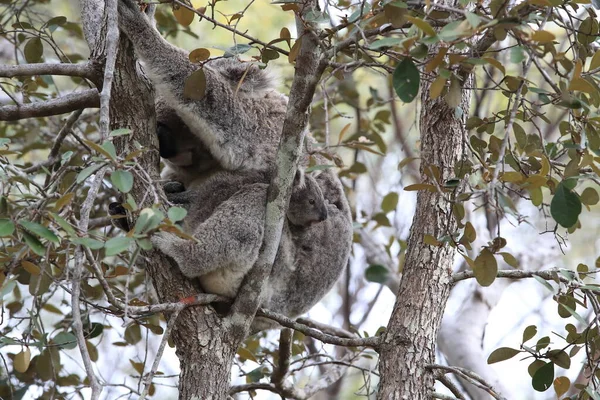 Egy Koala Baba Egy Anya Egy Rágógumifán Mágneses Szigeten Ausztráliában — Stock Fotó