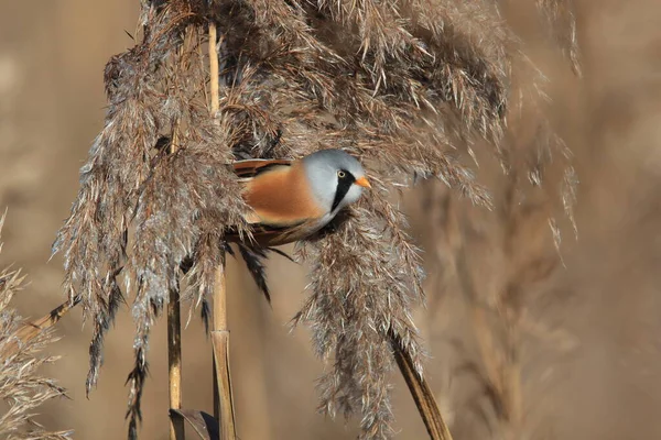 Bearded Reedling Bearded Tit Panurus Biarmicus Baden Wuerttemberg Germany — Stockfoto