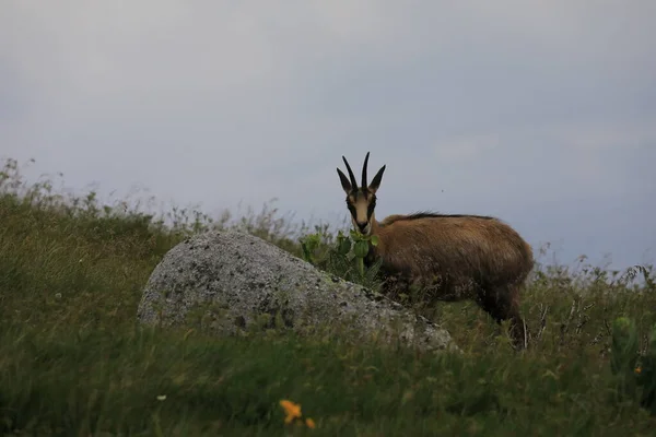 Chamois Rupicapra Rupicapra Siedlisku Przyrodniczym Wogezie Francja — Zdjęcie stockowe