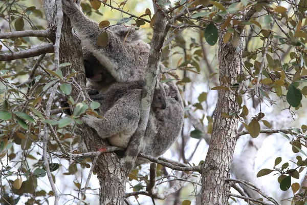 Egy Koala Baba Egy Anya Egy Rágógumifán Mágneses Szigeten Ausztráliában — Stock Fotó