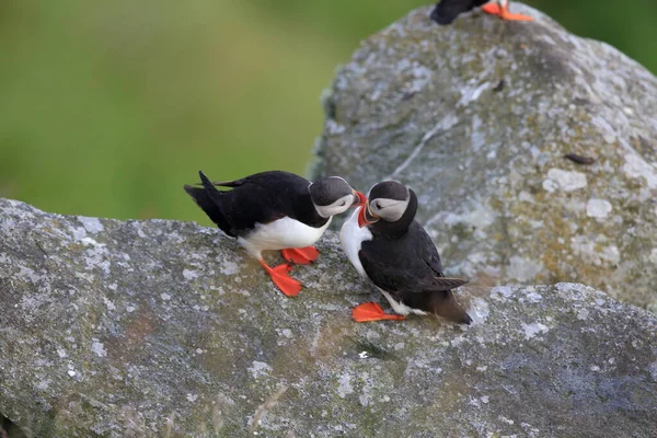 Atlantische Papegaaiduiker Puffin Fratercula Arctica Noorwegen — Stockfoto