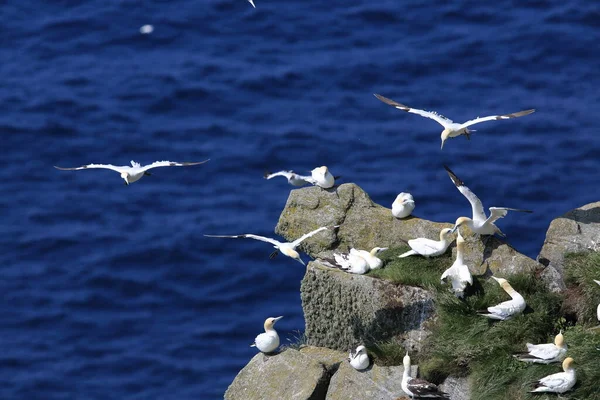 Norra Gannet Morus Bassanus Runde Norge — Stockfoto