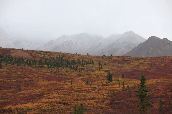 Krajina Kolem Ulice Denali National Park Aljaška Usa — Stock fotografie