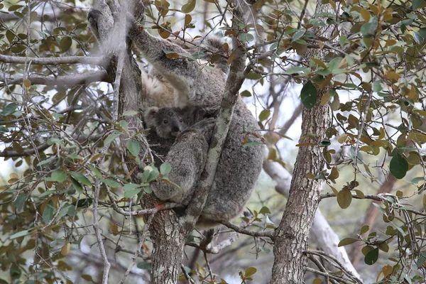 Egy Koala Baba Egy Anya Egy Rágógumifán Mágneses Szigeten Ausztráliában — Stock Fotó