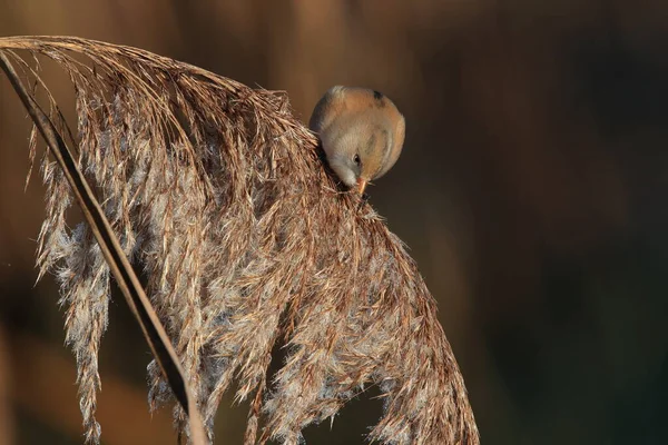 Bearded Reedling Bearded Tit Panurus Biarmicus Baden Wuerttemberg Germany — Photo