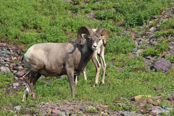 Bighorn Sheep Natural Relocation Glacier National Park Montana Usa — 스톡 사진