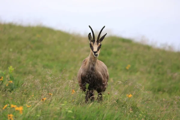 Chamois Rupicapra Rupicapra Hábitat Natural Montañas Vosgos Francia —  Fotos de Stock