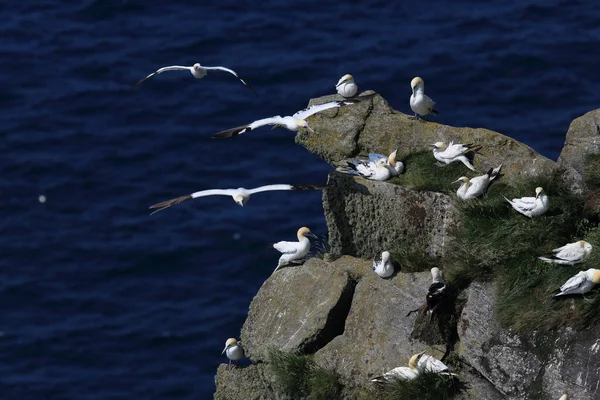 Northern Gannet Morus Bassanus Island Runde Norway — стокове фото