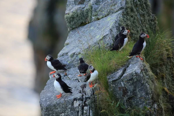 Atlantische Papegaaiduiker Puffin Fratercula Arctica Noorwegen — Stockfoto