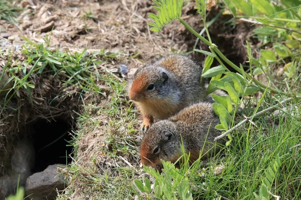 콜롬비아 땅다람쥐 Cub Canadian Rockies Canada — 스톡 사진