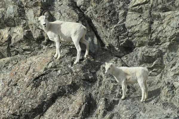 Dall Sheep Orvis Dalli Pecora Mounten Alaska — Foto Stock