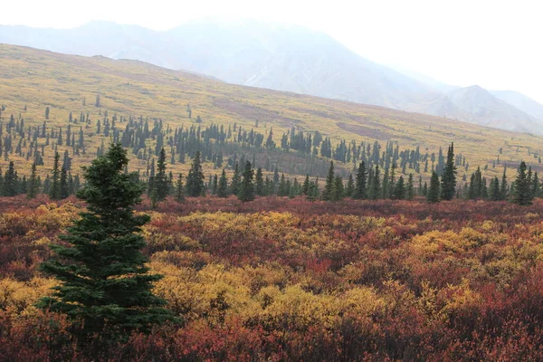 Krajina Kolem Ulice Denali National Park Aljaška Usa — Stock fotografie