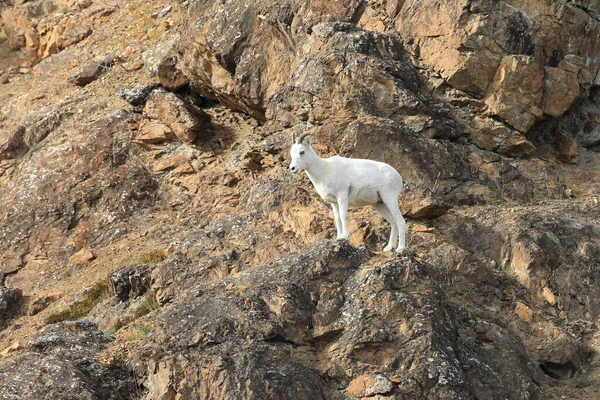 Dall Sheep Orvis Dalli Sheep Mounten Alaska —  Fotos de Stock