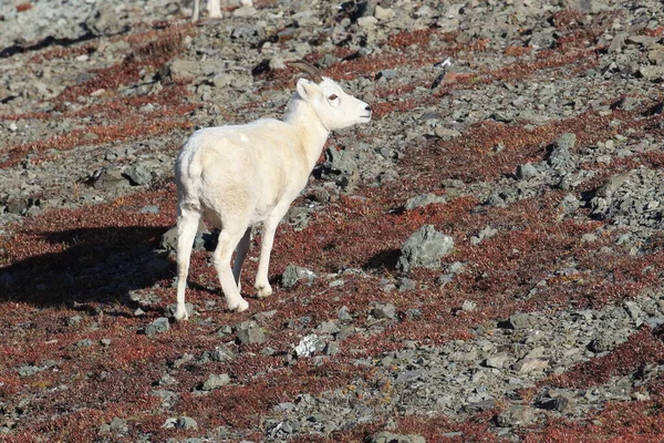 Dall Koyunu Koyunu Ovis Dalli Denali Ulusal Parkı Alaska — Stok fotoğraf