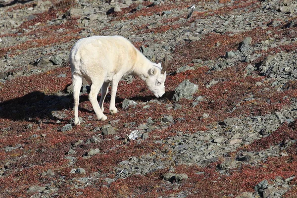 Dall Sheep Ewe Ovis Dalli Denali National Park Alaska — Stockfoto