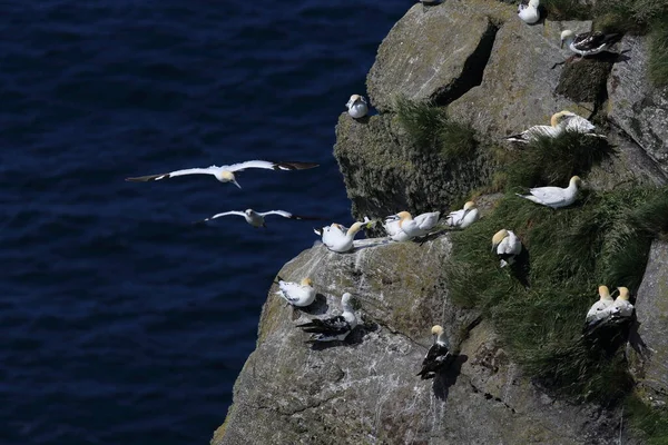 Ilha Gannet Norte Morus Bassanus Runde Noruega — Fotografia de Stock