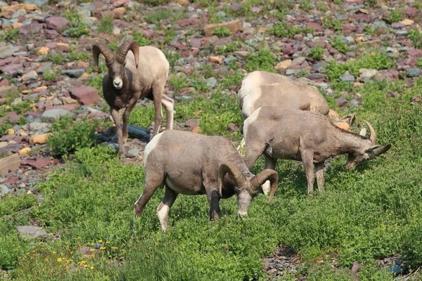 Bighorn Sheep Natural Relocation Glacier National Park Montana Usa — 스톡 사진