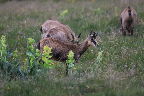 Chamois Rupicapra Rupicapra Siedlisku Przyrodniczym Wogezie Francja — Zdjęcie stockowe