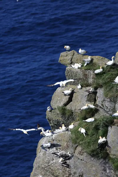 Northern Gannet Morus Bassanus Island Runde Norway — стоковое фото