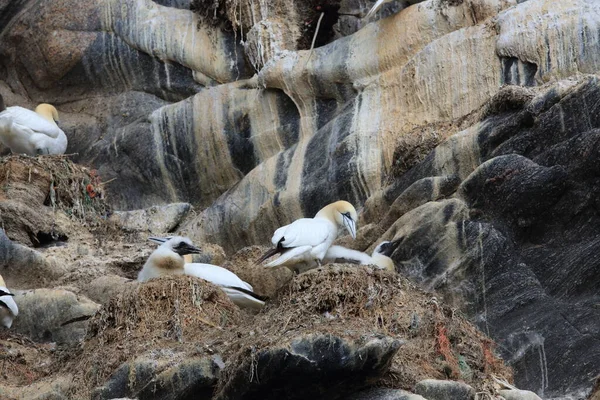 Βόρειο Gannet Morus Bassanus Νησί Runde Νορβηγία — Φωτογραφία Αρχείου