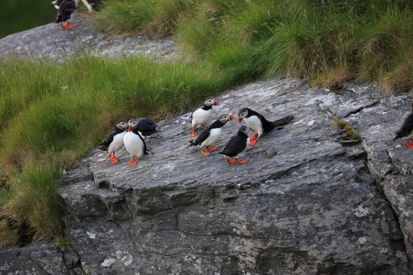 Atlantische Papegaaiduiker Puffin Fratercula Arctica Noorwegen — Stockfoto