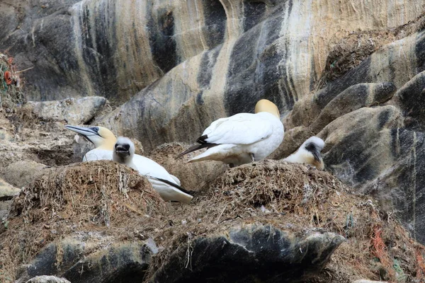 Βόρειο Gannet Morus Bassanus Νησί Runde Νορβηγία — Φωτογραφία Αρχείου