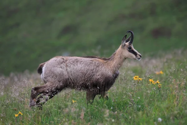 Chamois Rupicapra Rupicapra Hábitat Natural Montañas Vosgos Francia —  Fotos de Stock