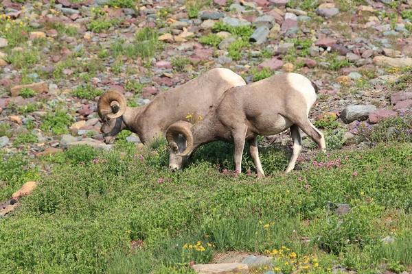 Bighorn Sheep Natural Relocation Glacier National Park Montana Usa — 스톡 사진