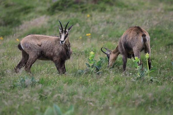 Chamois Rupicapra Rupicapra Siedlisku Przyrodniczym Wogezie Francja — Zdjęcie stockowe