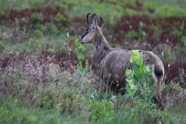 Chamois Rupicapra Rupicapra Siedlisku Przyrodniczym Wogezie Francja — Zdjęcie stockowe