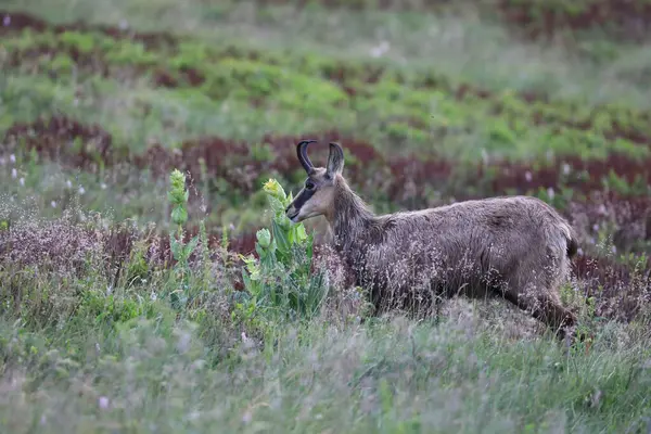 Chamois Rupicapra Rupicapra Siedlisku Przyrodniczym Wogezie Francja — Zdjęcie stockowe