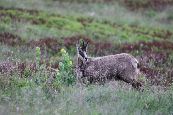 Chamois Rupicapra Rupicapra Siedlisku Przyrodniczym Wogezie Francja — Zdjęcie stockowe