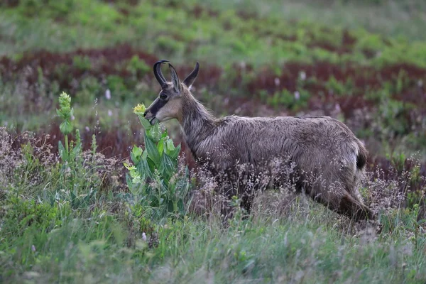 Chamois Rupicapra Rupicapra Natuurlijke Habitat Vogezen Frankrijk — Stockfoto