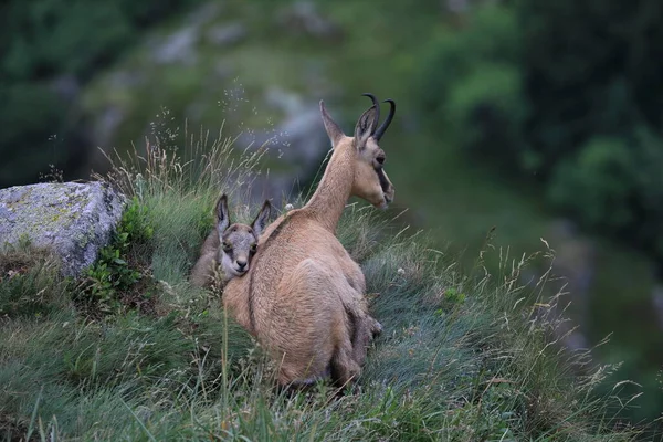 Chamois Rupicapra Rupicapra Nell Habitat Naturale Vosges Mountains Francia — Foto Stock