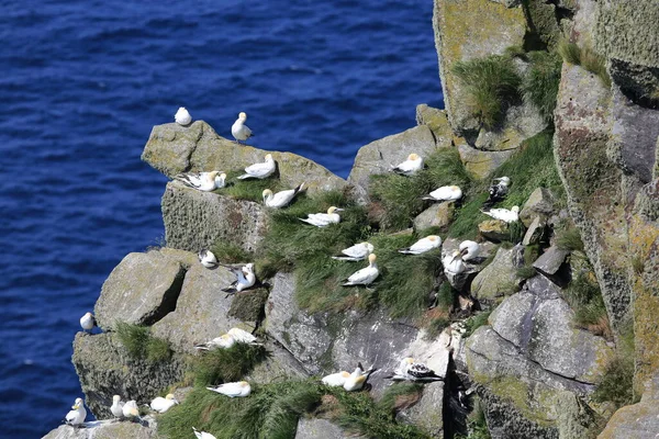 Nördliche Gannet Morus Bassanus Insel Runde Norwegen — Stockfoto