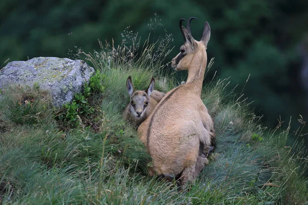 Gemsen Rupicapra Rupicapra Natürlichen Lebensraum Vogesen Frankreich — Stockfoto