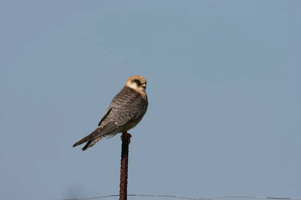 Falcão Pés Vermelhos Helgoland Alemanha — Fotografia de Stock