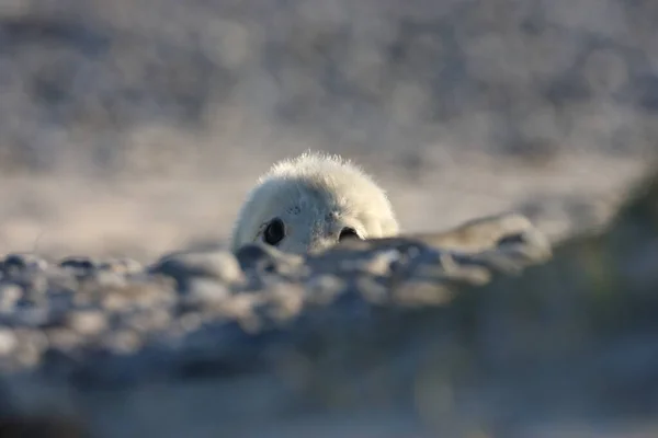 Gray Seal Halichoerus Grypus Pup Helgoland Γερμανία — Φωτογραφία Αρχείου