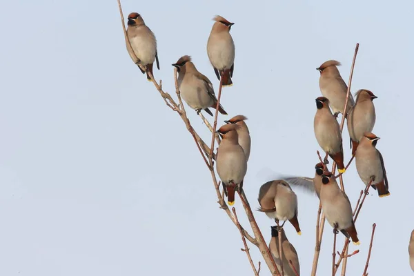 波希米亚蜡翼 Bombycilla Garrulus — 图库照片