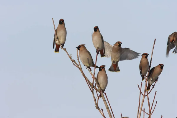 Boheemse Waxen Bombycilla Garrulus Duitsland — Stockfoto