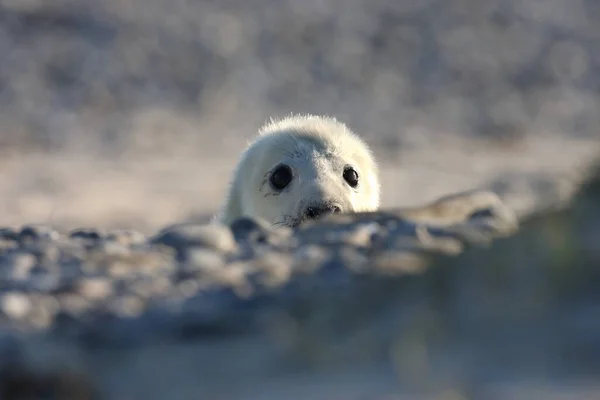 Gray Seal Halichoerus Grypus Pup Helgoland Γερμανία — Φωτογραφία Αρχείου