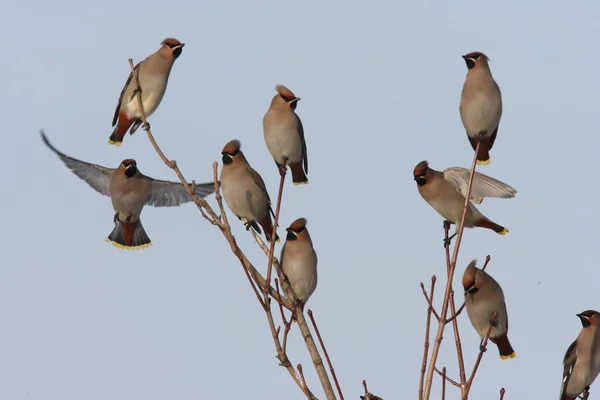 Boheemse Waxen Bombycilla Garrulus Duitsland — Stockfoto