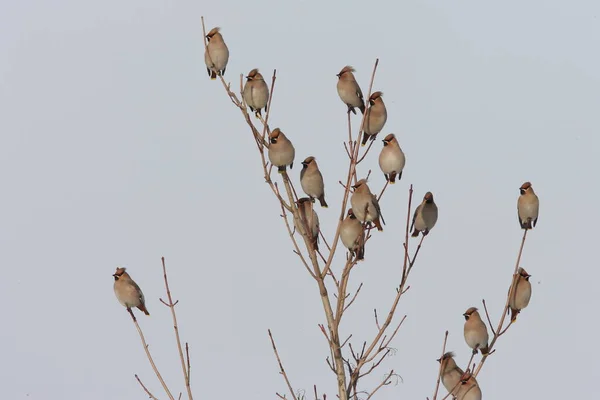 Boheemse Waxen Bombycilla Garrulus Duitsland — Stockfoto