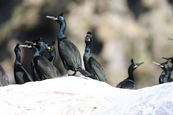 European Shag Common Shag Phalacrocorax Aristotelis Νησί Runde Norway — Φωτογραφία Αρχείου