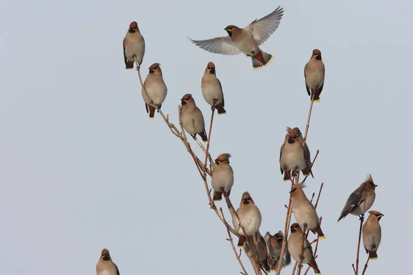 波希米亚蜡翼 Bombycilla Garrulus — 图库照片